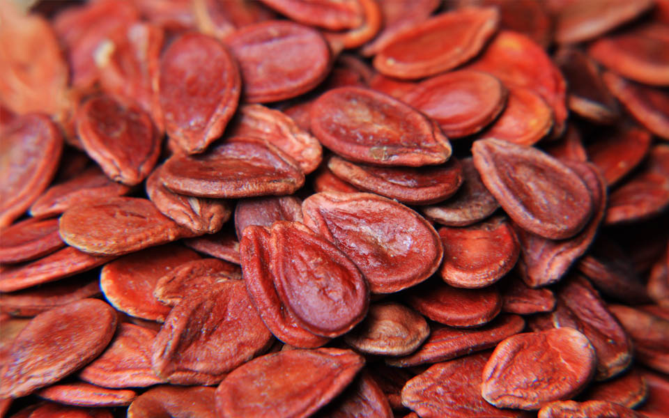 redmelonseed